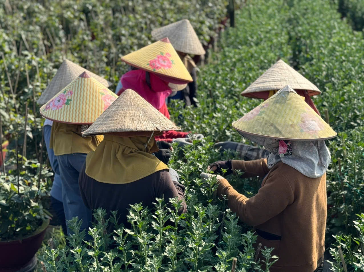 Quảng Ngãi: Thủ phủ hoa cúc miền Trung nhộn nhịp vào mùa Tết Bính Ngọ 2026